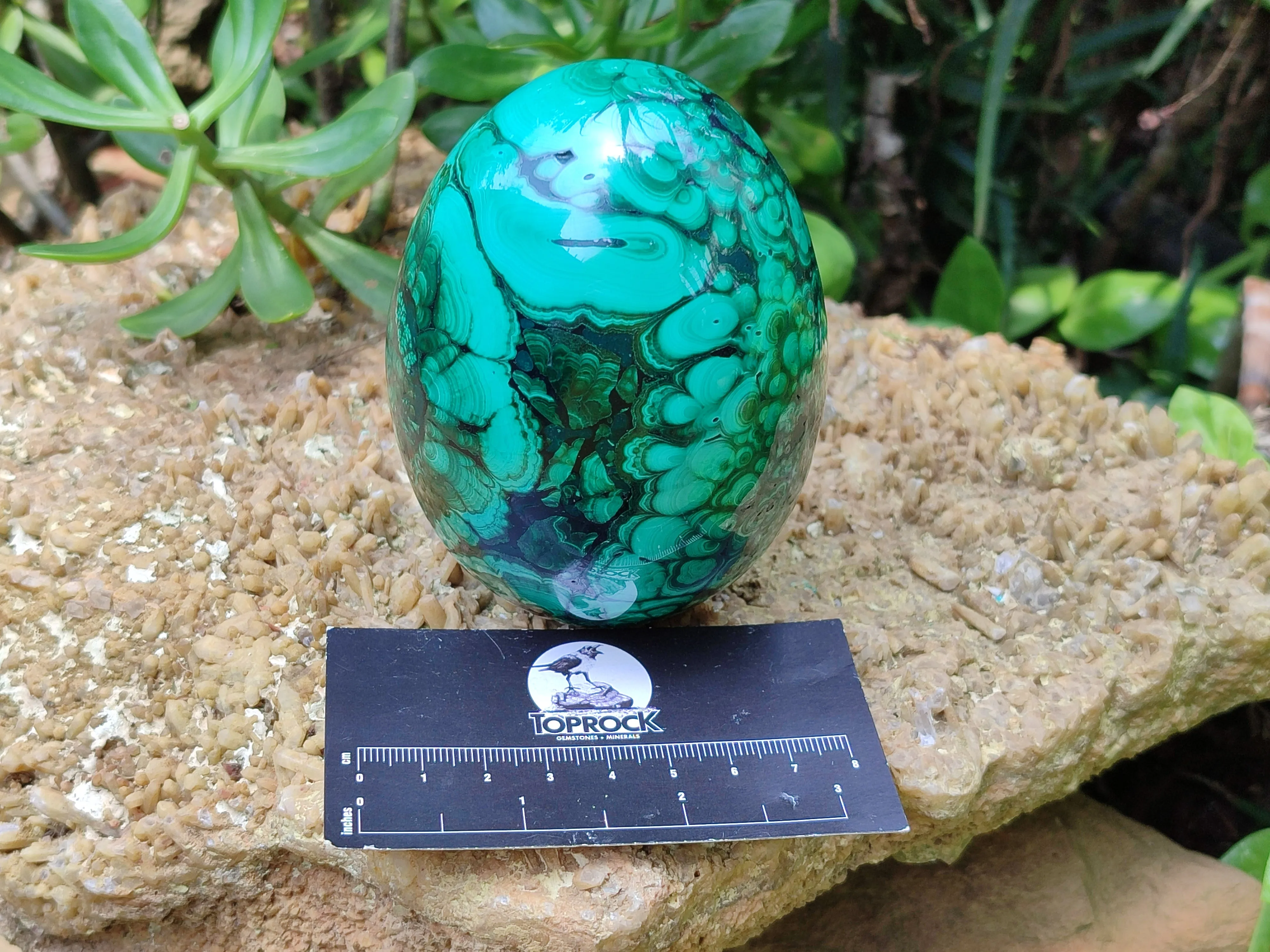 Polished Flower Banded Malachite Gemstone Eggs x 2 From Congo